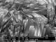 Zeolite natural alto de Mordenite da resistência ácida para a indústria química